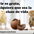 Vivir es grato