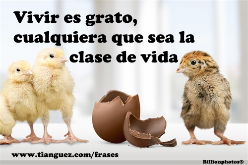 Vivir es grato